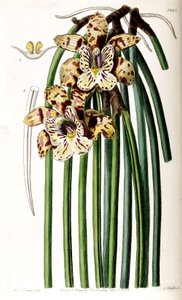 Scuticaria steelei (comme syn. Maxillaria steelii) - Miss Drake